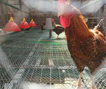 Poultry Farm